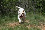 BOULEDOGUE AMERICAIN 044
